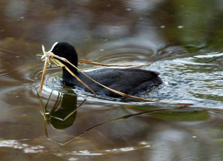 Fulica atra / Blsshuhn / Ordnung: Kranichvgel - Gruiformes / Familie: Rallen - Rallidae