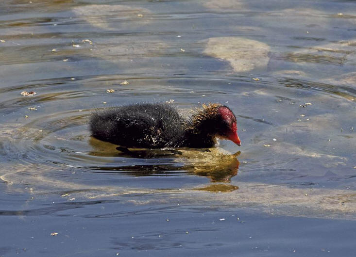 Fulica atra / Blsshuhn / Ordnung: Kranichvgel - Gruiformes / Familie: Rallen - Rallidae