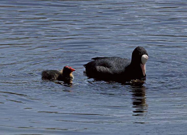 Fulica atra / Blsshuhn / Ordnung: Kranichvgel - Gruiformes / Familie: Rallen - Rallidae