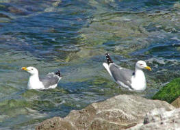 Larus michahellis / Mittelmeermwe / Mwen - Laridae