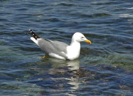 Larus michahellis / Mittelmeermwe / Mwen - Laridae