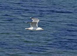 Larus michahellis / Mittelmeermwe / Mwen - Laridae