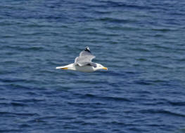 Larus michahellis / Mittelmeermwe / Mwen - Laridae