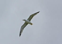 Larus michahellis / Mittelmeermwe / Mwen - Laridae