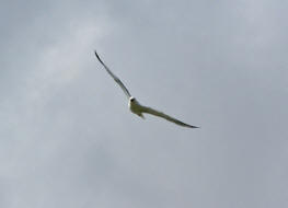 Larus michahellis / Mittelmeermwe / Mwen - Laridae