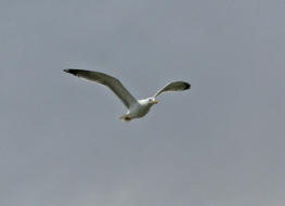 Larus michahellis / Mittelmeermwe / Mwen - Laridae