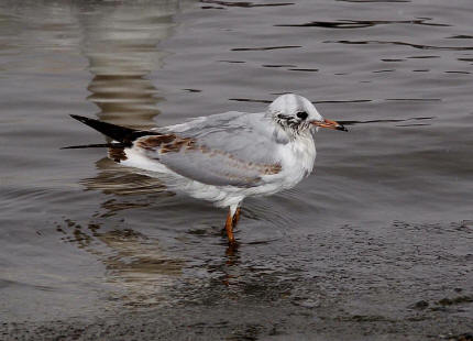 Chroicocephalus ridibundus (syn. Larus ridibundus) / Lachmwe / Familie: Mwen - Laridae