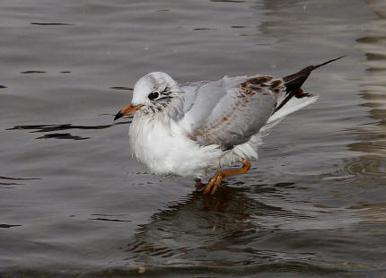 Chroicocephalus ridibundus (syn. Larus ridibundus) / Lachmwe / Familie: Mwen - Laridae