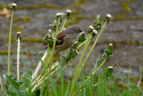 Carduelis cannabina / Bluthnfling / Hnfling / Finken - Fringillidae - Stieglitzartige - Carduelinae