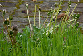 Carduelis cannabina / Bluthnfling / Hnfling / Finken - Fringillidae - Stieglitzartige - Carduelinae