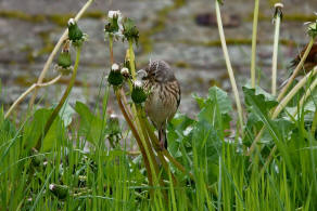 Carduelis cannabina / Bluthnfling / Hnfling / Finken - Fringillidae - Stieglitzartige - Carduelinae