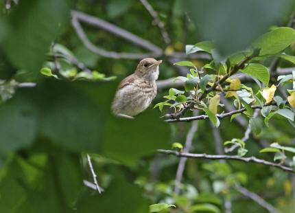 Luscinia megarhynchos / Nachtigall / Jungvogel