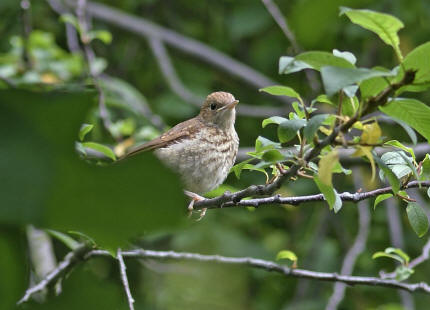 Luscinia megarhynchos / Nachtigall / Jungvogel