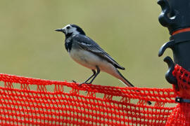 Motacilla alba / Bachstelze / Stelzen und Pieper - Motacillidae