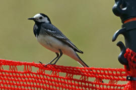 Motacilla alba / Bachstelze / Stelzen und Pieper - Motacillidae