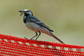 Motacilla alba / Bachstelze / Stelzen und Pieper - Motacillidae