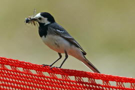 Motacilla alba / Bachstelze / Stelzen und Pieper - Motacillidae