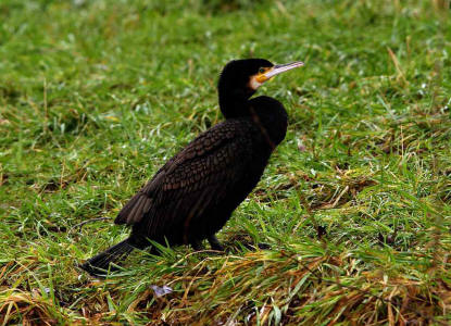 Phalacrocorax carbo / Kormoran / Ordnung: Pelecaniformes - Ruderfer / Familie: Phalacrocorax - Kormorane