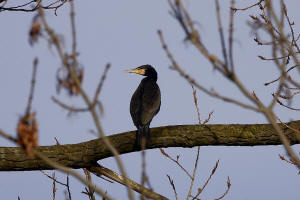 Phalacrocorax carbo / Kormoran / Ordnung: Pelecaniformes - Ruderfer / Familie: Phalacrocorax - Kormorane