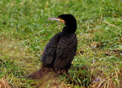 Phalacrocorax carbo / Kormoran / Ordnung: Pelecaniformes - Ruderfer / Familie: Phalacrocorax - Kormorane