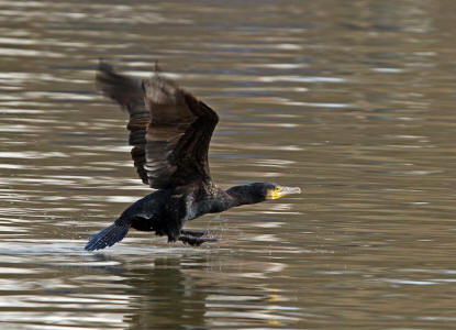 Phalacrocorax carbo / Kormoran / Ordnung: Pelecaniformes - Ruderfer / Familie: Phalacrocorax - Kormorane