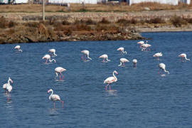 Phoenicopterus roseus / Rosaflamingo / Flamingos -  Phoenicopteridae