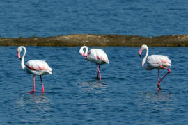 Phoenicopterus roseus / Rosaflamingo / Flamingos -  Phoenicopteridae