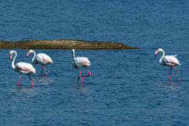 Phoenicopterus roseus / Rosaflamingo / Flamingos -  Phoenicopteridae