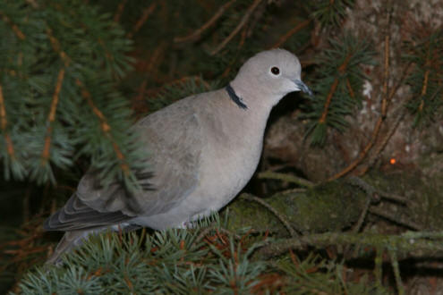 Streptopelia decaocto / Trkentaube / Tauben - Columbidae