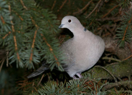 Streptopelia decaocto / Trkentaube / Tauben - Columbidae