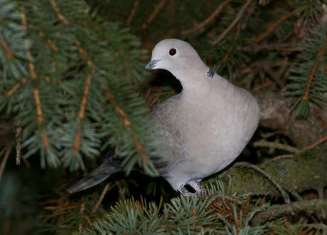 Streptopelia decaocto / Trkentaube