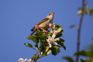 Sylvia communis / Dorngrasmcke / Sylviidae - Grasmckenartige