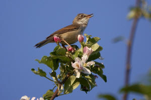 Sylvia communis / Dorngrasmcke / Sylviidae - Grasmckenartige