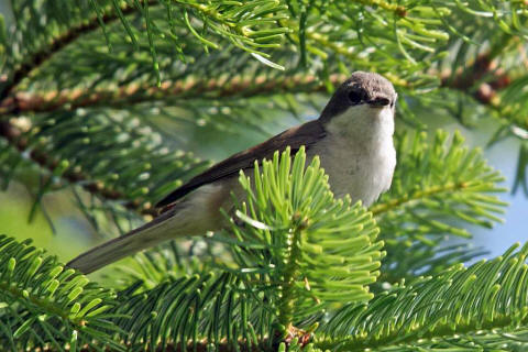 Sylvia curruca / Klappergrasmcke / Familie: Sylviidae - Grasmckenartige