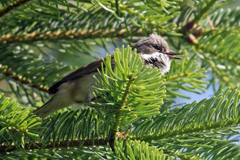 Sylvia curruca / Klappergrasmcke / Familie: Sylviidae - Grasmckenartige