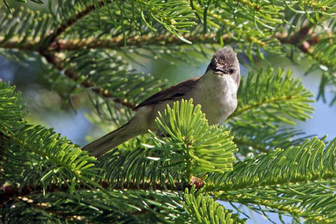 Sylvia curruca / Klappergrasmcke / Familie: Sylviidae - Grasmckenartige