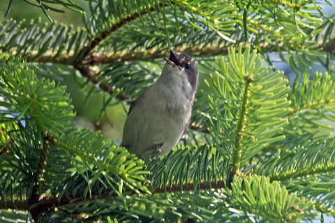 Sylvia curruca / Klappergrasmcke / Familie: Sylviidae - Grasmckenartige