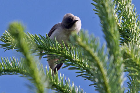 Sylvia curruca / Klappergrasmcke / Familie: Sylviidae - Grasmckenartige