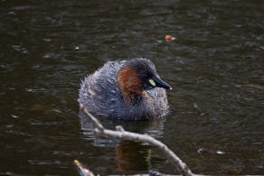 Tachybaptus ruficollis / Zwergtaucher / Lappentaucher - Podicipedidae