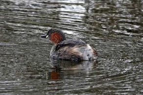 Tachybaptus ruficollis / Zwergtaucher / Lappentaucher - Podicipedidae