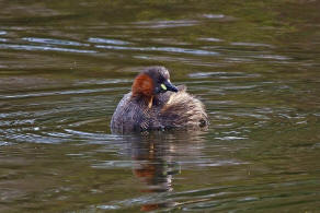 Tachybaptus ruficollis / Zwergtaucher / Lappentaucher - Podicipedidae