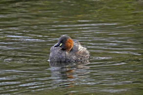 Tachybaptus ruficollis / Zwergtaucher / Lappentaucher - Podicipedidae