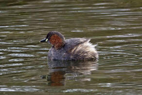 Tachybaptus ruficollis / Zwergtaucher / Lappentaucher - Podicipedidae