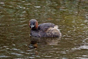 Tachybaptus ruficollis / Zwergtaucher / Lappentaucher - Podicipedidae