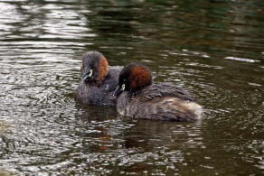 Tachybaptus ruficollis / Zwergtaucher / Lappentaucher - Podicipedidae