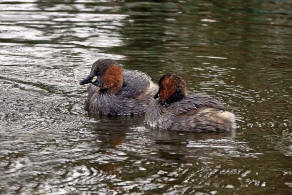 Tachybaptus ruficollis / Zwergtaucher / Lappentaucher - Podicipedidae