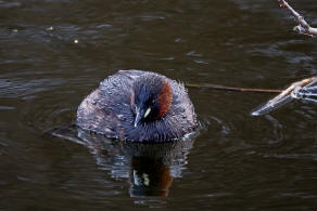 Tachybaptus ruficollis / Zwergtaucher / Lappentaucher - Podicipedidae