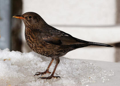 Turdus merula / Amsel / Weibchen