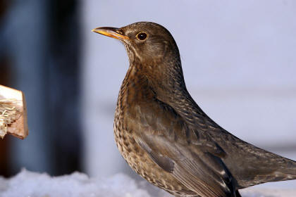 Turdus merula / Amsel / Weibchen