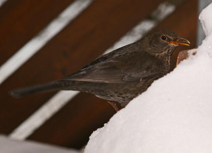 Turdus merula / Amsel / Weibchen